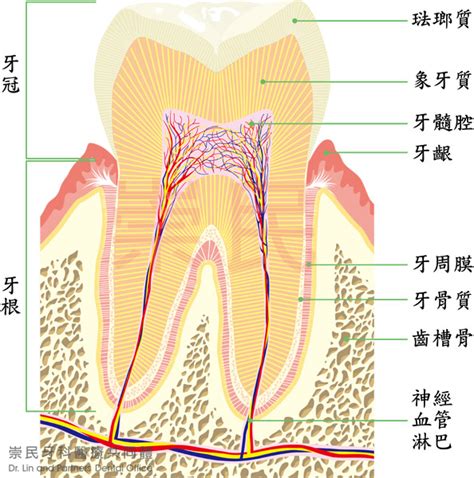 牙齒的功能|牙齒解剖